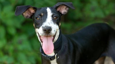 10 signs your dog is happy