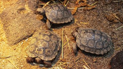 Giant tortoise babies of first-time 100-year-old 'Mommy' unveiled at zoo