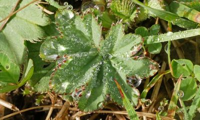 Country diary: Down in the hay meadow, competition is hotting up