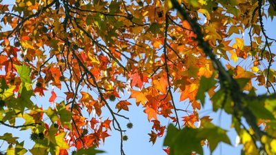 Early spring is the ideal time to prune sweetgums – arboriculture experts reveal pruning tips for safe and stunning trees