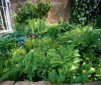 Ain’t no sunshine? How to embrace your shady, north-facing garden