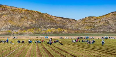 Hotter and drier climate in Colorado’s San Luis Valley contributes to kidney disease in agriculture workers, new study shows