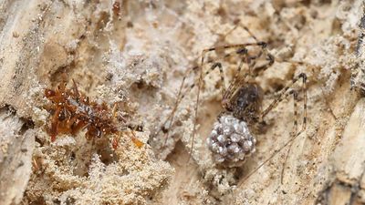 This ‘bone collector’ caterpillar eats trapped insects and wears their body parts