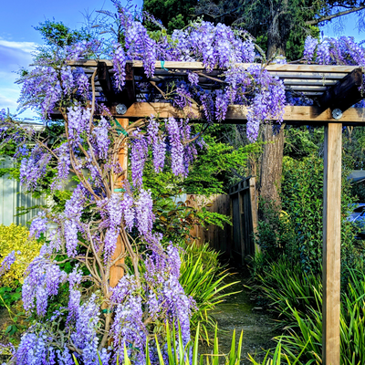 This is the best place to plant wisteria if you want beautiful, romantic blooms, according to garden experts