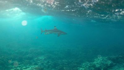 Some shark bites are ‘survival instinct’, researchers say in defence of threatened predator