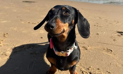 Valerie the dachshund is found safe and well after 529 days on the run on South Australian island