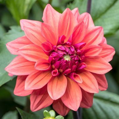 Dahlia gall could be wreaking havoc on your garden plants – here's how to spot it, and what to do if your plants are infected