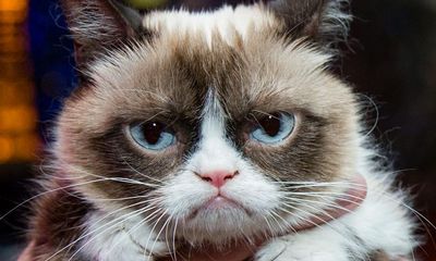 Sydney woman who sold a cartoon cat T-shirt told to pay US$100,000 in Grumpy Cat copyright case