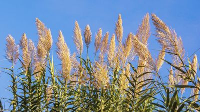 5 plants that are illegal to grow in California – how to control these invasive species in your yard, plus the native alternatives to use instead