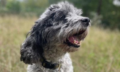 The death of your dog is hard to bear