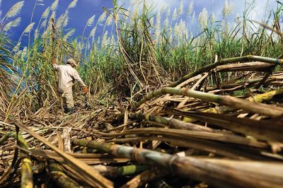 Sugar Prices Climb to 2-Week Highs on Brazil Crop Worries