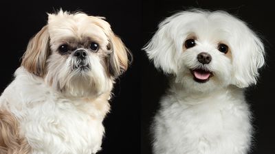 Shih tzu vs Maltese: Everything you need to know about these toy breeds