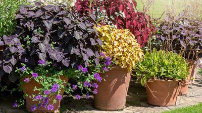 Best low maintenance plants for pots – 7 varieties of fuss-free flowers and foliage that will survive without regular watering