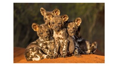 Remembering Wildlife reveals incredible results of conservation photo competition