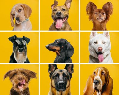 Who’s a clever boy: the average dog has a mental age of about two. But what are they really thinking?