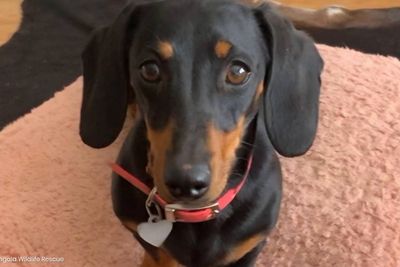 Sausage dog Valerie found safe and well 16 months after going missing