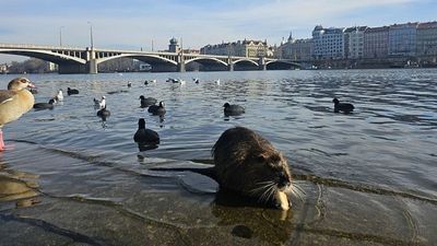 Has Europe’s ‘booziest’ city turned dry? Exploring Prague’s sober side