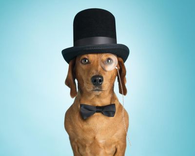 The dos and don’ts of good petiquette: four cardinal rules for dog owners