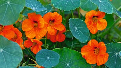 This one plant can reduce pest problems in 3 ways – a horticulturist reveals exactly how it will help you grow better-than-ever vegetables
