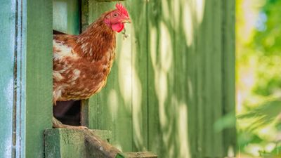 7 chicken keeping mistakes expert homesteaders say you must to avoid for a healthy, happy flock