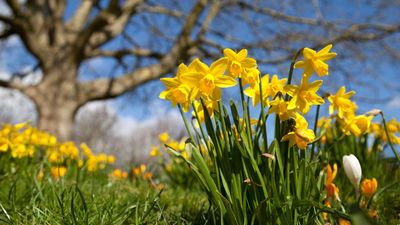 When can I transplant daffodils? Expert advice on how to get the timing exactly right