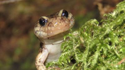 Wandering Salamander: The tree‑climbing amphibian with a blood‑powered grip