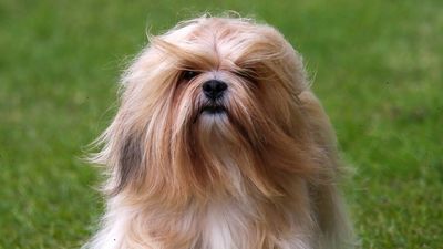 Lhasa Apsos contradict themselves in so many ways, but their pros certainly outweigh the cons