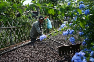 Chinese Tea Hub Branches Into Coffee As Tastes Change
