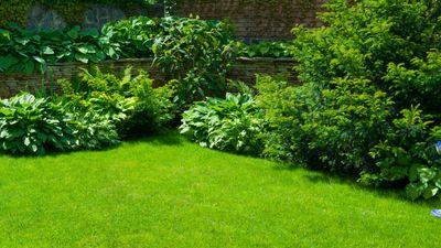 5 ways to keep your lawn healthy and green — without wasting water