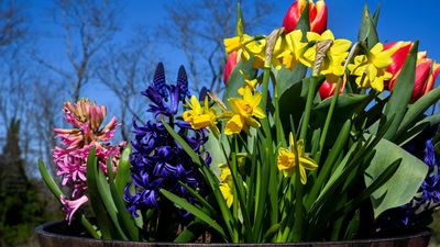 7 ways to care for your spring bulbs after they've flowered