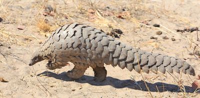 First fossil pangolin tracks discovered in South Africa