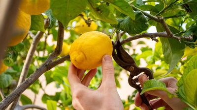 Can you pick your neighbor's overhanging fruit? Legal experts discuss when doing so could incur a fine
