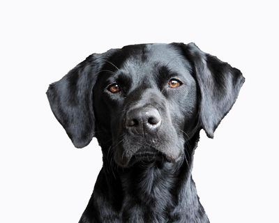 Which dog should I get? How to choose the best pet for families, city living or people with allergies