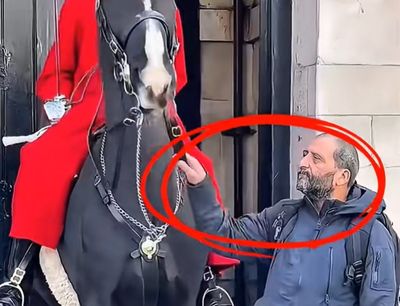 Moment King's Guard yells at tourists after they grab reins of his horse at Horse Guards Parade