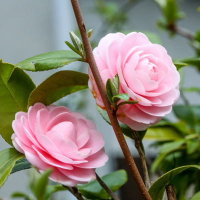 When to prune camellias for healthy, colourful blooms, according to garden experts