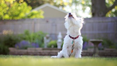Trainer says dog owners should ‘approach barking with curiosity and compassion’