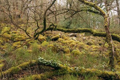 Appeal launched to help buy and restore swathe of rare temperate rainforest