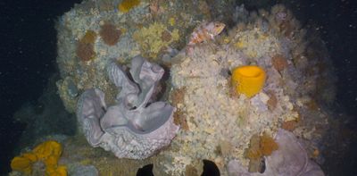 Reefs in the ‘middle’ light zone along NZ’s coast are biodiversity hotspots – many are home to protected species
