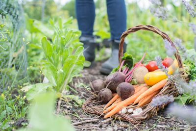 Got an allotment? This is how to make it thrive and look pretty this summer
