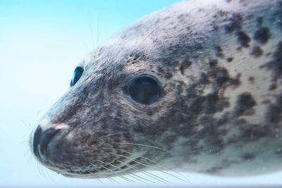 Injured seals get care and sanctuary at a new center in the Netherlands