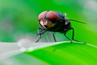 The US could get screwed on screwworm