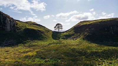 Sycamore Gap: Two men charged with felling beloved tree go on trial in northern England