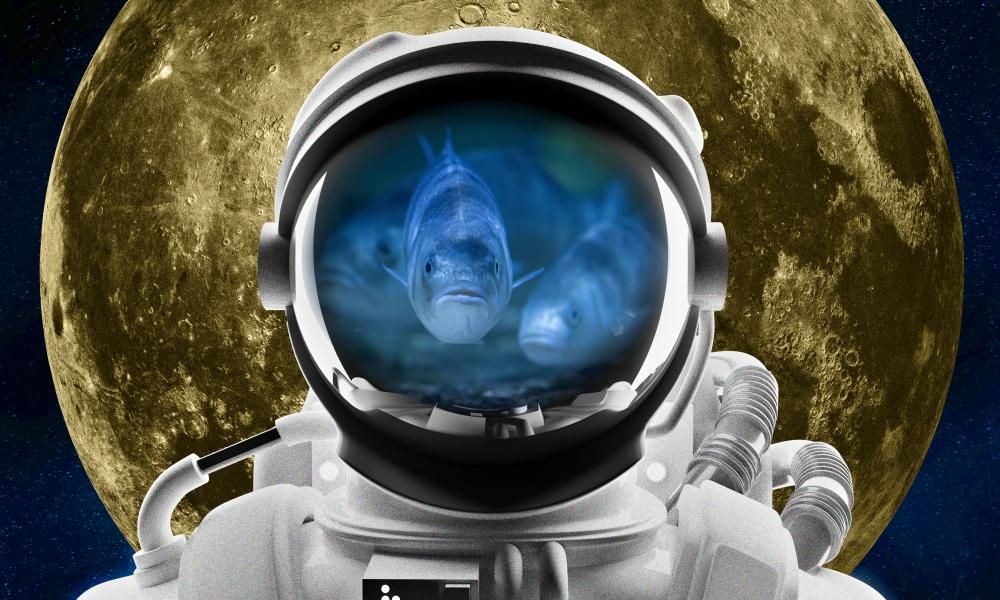 First Fish In Space Sea bass in space: why fish farms on the moon may be…