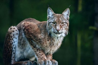 The missing lynx: how the rise of border walls has split up wildlife populations