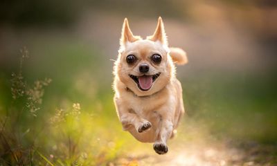 ‘It’s all about tone of voice’: three dog trainers on how to beat behavioural problems