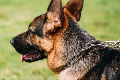 Dog attacks elderly man defending pet in woodland