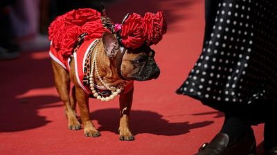French bulldogs given red carpet welcome at Moscow charity event