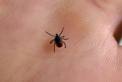 What is Lyme disease? And how to avoid tick bites