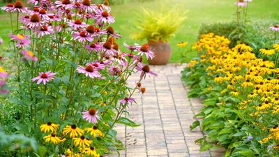 Best native perennials to stop weeds – 5 resilient North American species to keep problem plants under control in your yard