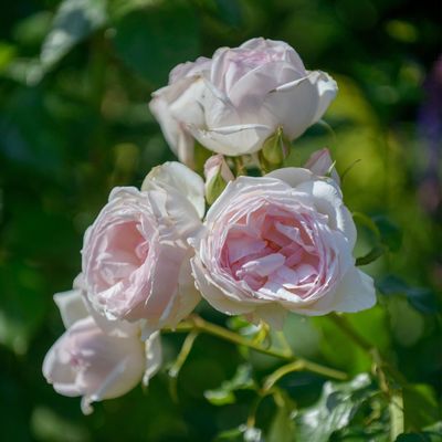 This secret gardening ingredient could be the key to stronger rose plants – and even more flowers